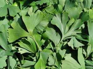 7 / 12   List Ginkgo biloba