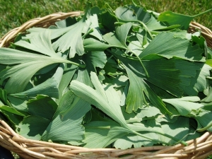 9 / 12   List Ginkgo biloba